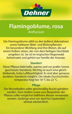Dehner Einblatt & Flamingoblumen > Große Flamingoblume - Anthurium andreanum 'Sweet Lips'