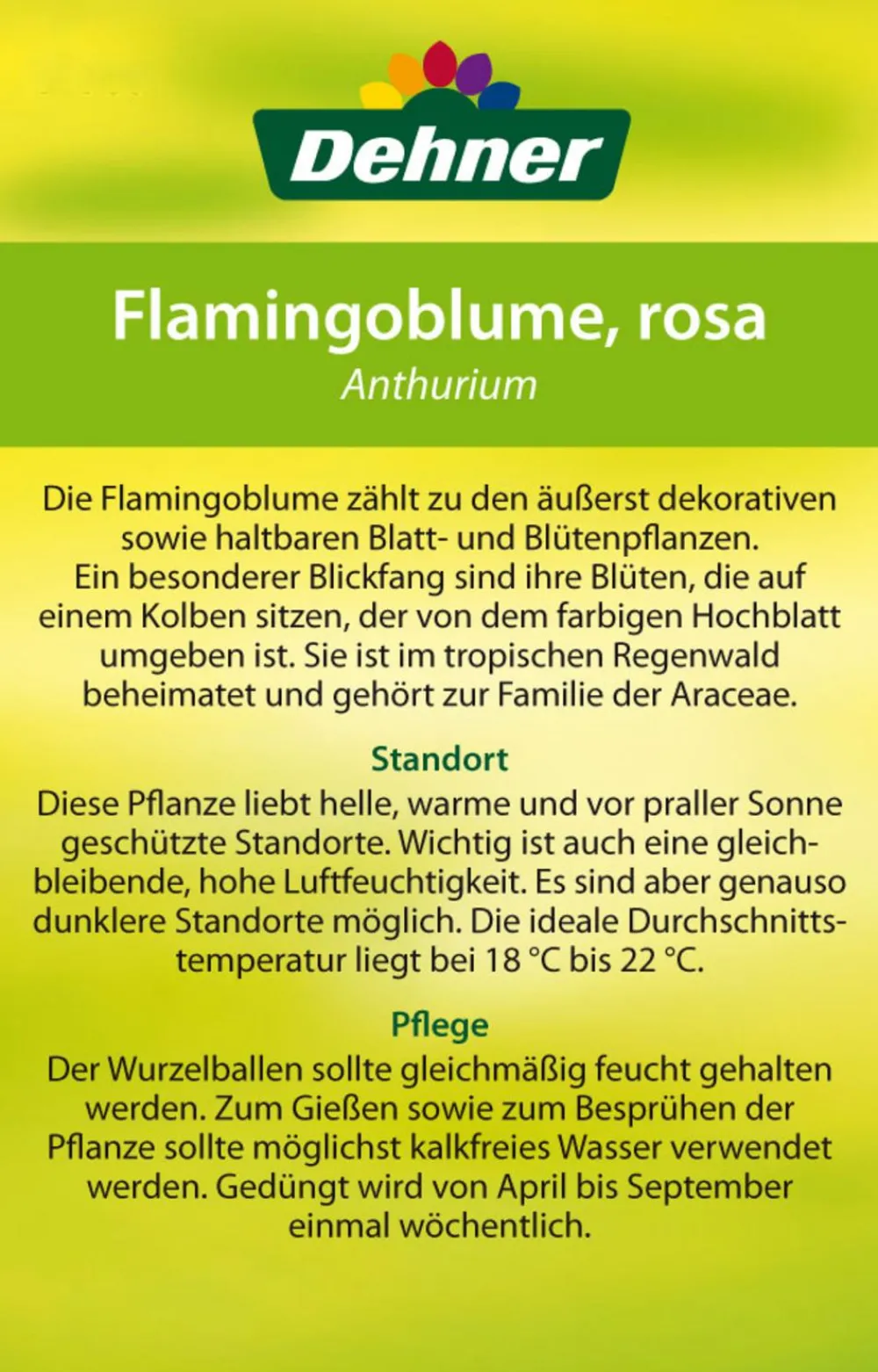 Dehner Einblatt & Flamingoblumen > Große Flamingoblume - Anthurium andreanum 'Sweet Lips'