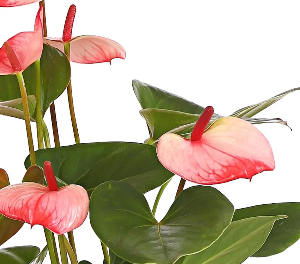 Dehner Einblatt & Flamingoblumen > Große Flamingoblume - Anthurium andreanum 'Sweet Lips'