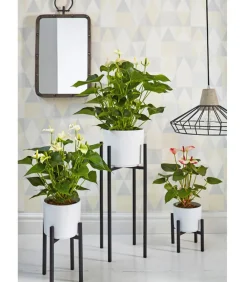 Dehner Einblatt & Flamingoblumen > Große Flamingoblume - Anthurium andreanum 'Sweet Lips'