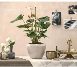 Dehner Einblatt & Flamingoblumen > Große Flamingoblume - Anthurium andreanum 'Sweet Lips'