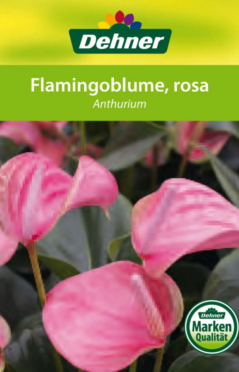 Dehner Einblatt & Flamingoblumen > Große Flamingoblume - Anthurium andreanum 'Sweet Lips'