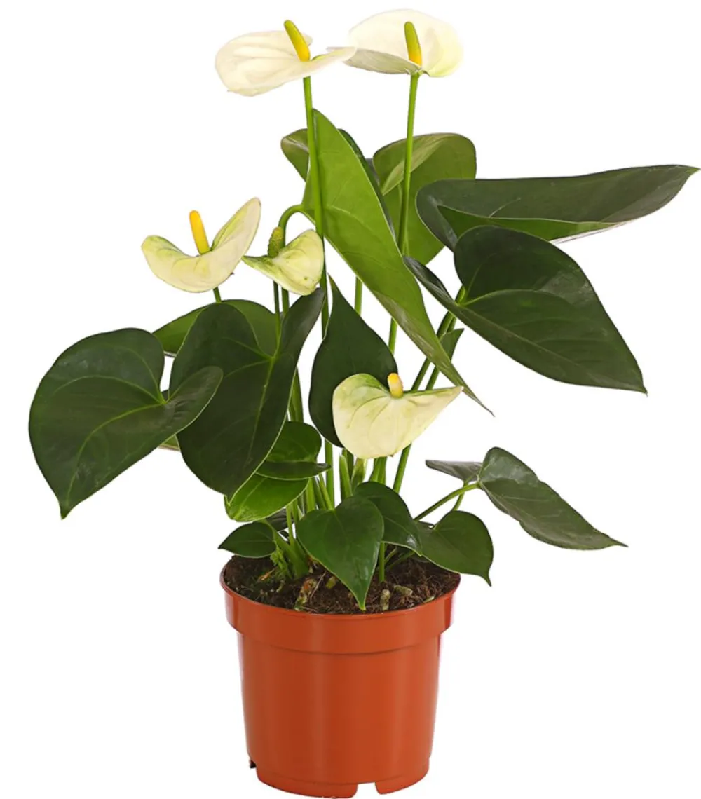 Dehner Große Flamingoblume - Anthurium andreanum, Weiß Sale