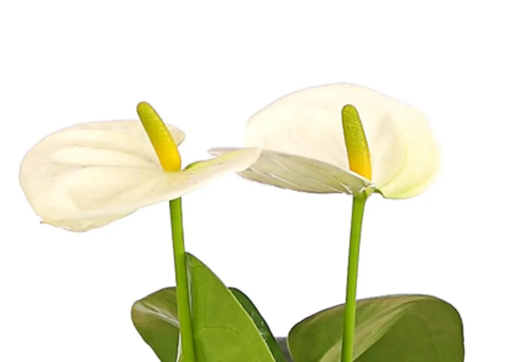 Dehner Große Flamingoblume - Anthurium andreanum, Weiß Sale