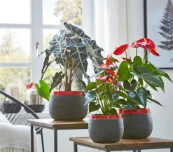 Dehner Große Flamingoblume - Anthurium andreanum, Rot Best