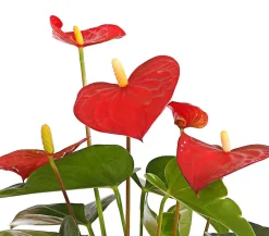 Dehner Große Flamingoblume - Anthurium andreanum, Rot Best