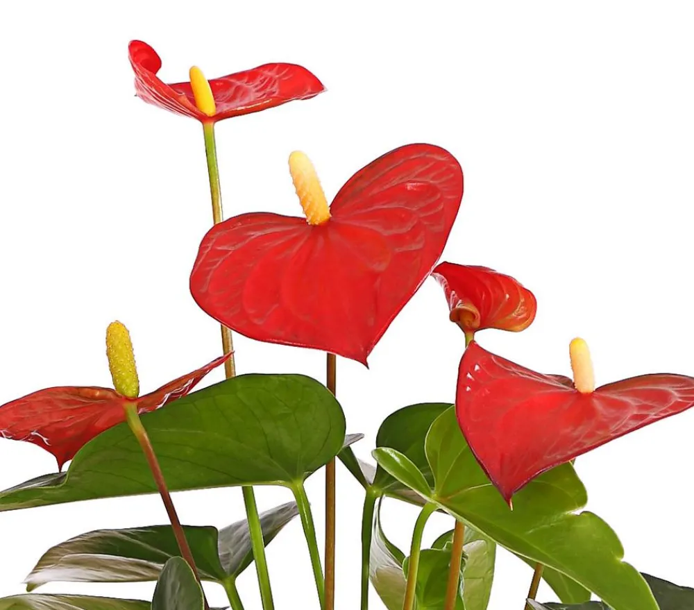 Dehner Große Flamingoblume - Anthurium andreanum, Rot Best