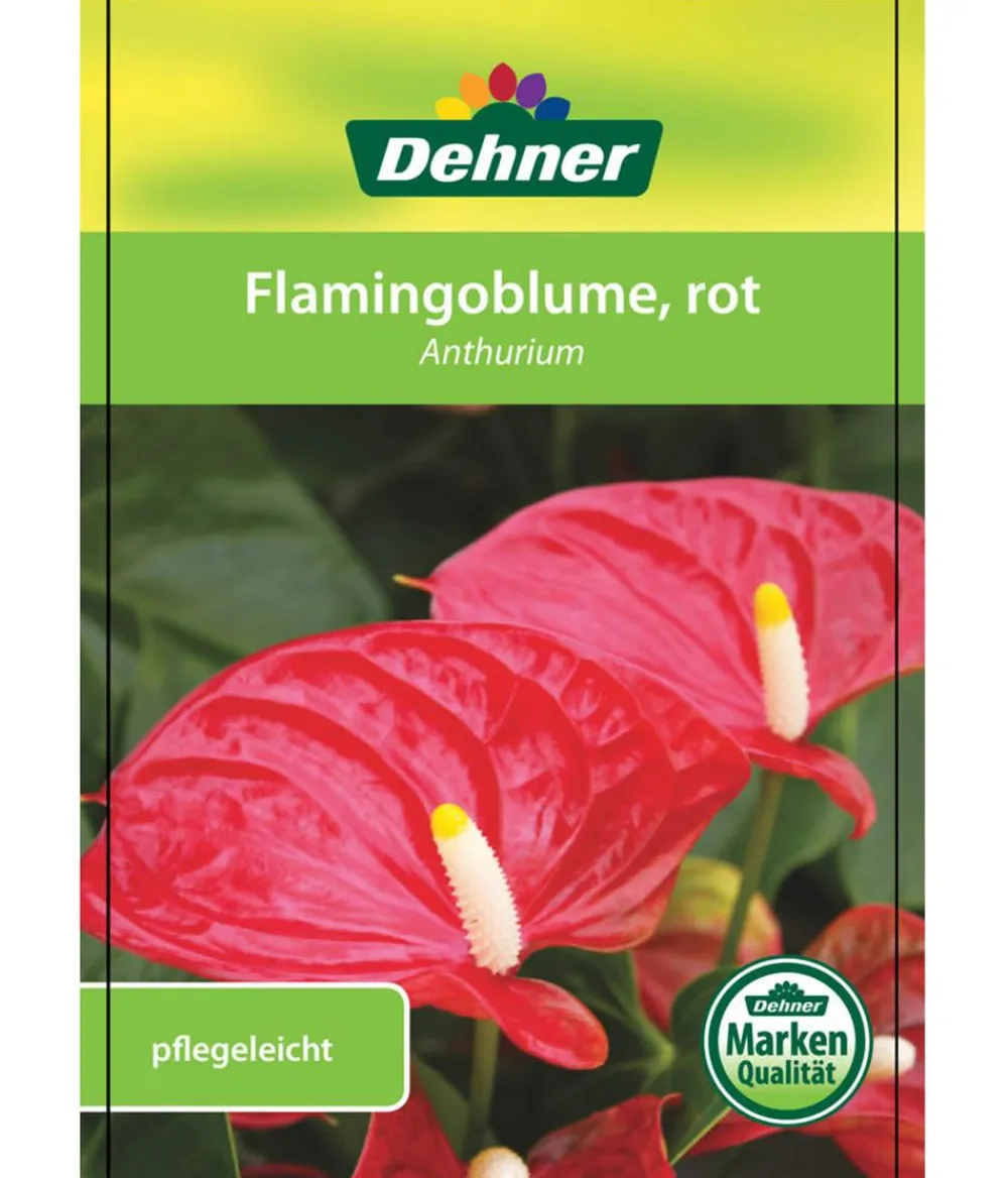 Dehner Große Flamingoblume - Anthurium andreanum, Rot Best