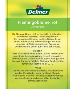Dehner Große Flamingoblume - Anthurium andreanum, Rot Clearance