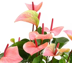 Dehner Große Flamingoblume - Anthurium andreanum 'Summerlove' Discount