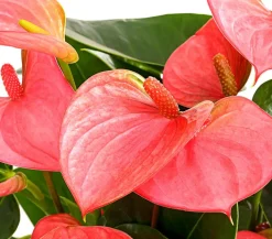 Dehner Große Flamingoblume - Anthurium andreanum,