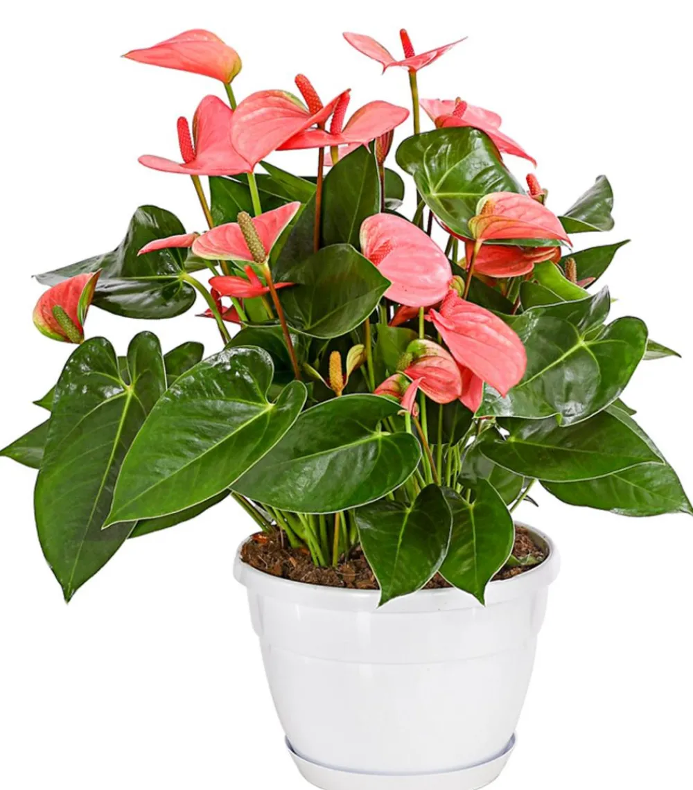 Dehner Große Flamingoblume - Anthurium andreanum,
