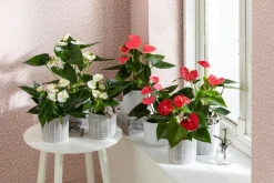 Dehner Große Flamingoblume - Anthurium andreanum,