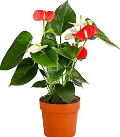 Dehner Große Flamingoblume - Anthurium andreanum 'Frankonien' Discount