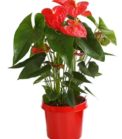 Dehner Einblatt & Flamingoblumen - Große Flamingoblume - Anthurium andreanum, Rot