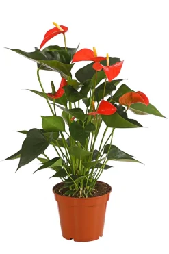 Dehner Einblatt & Flamingoblumen - Große Flamingoblume - Anthurium andreanum, Orange