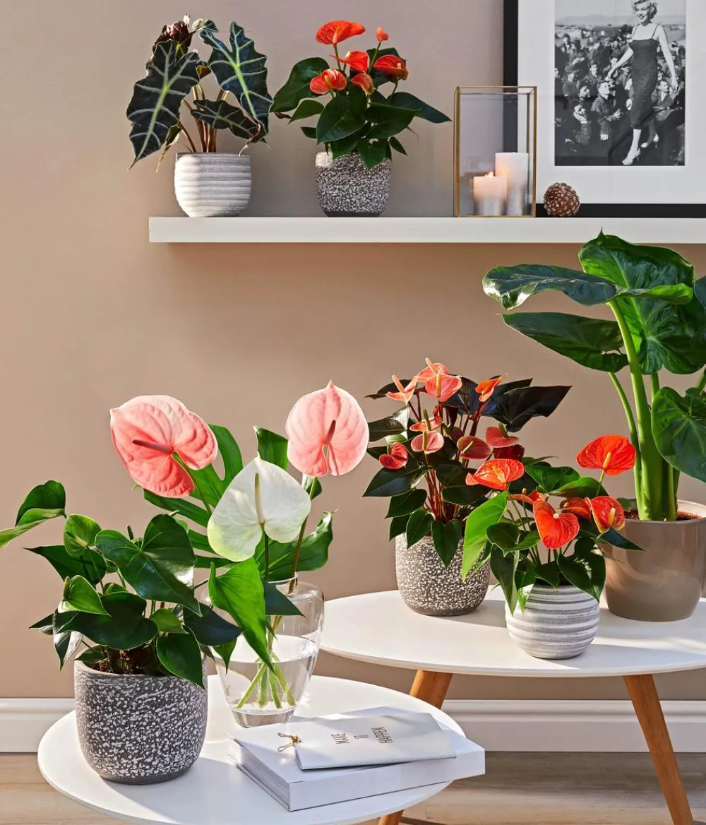 Dehner Einblatt & Flamingoblumen - Große Flamingoblume - Anthurium andreanum, Orange