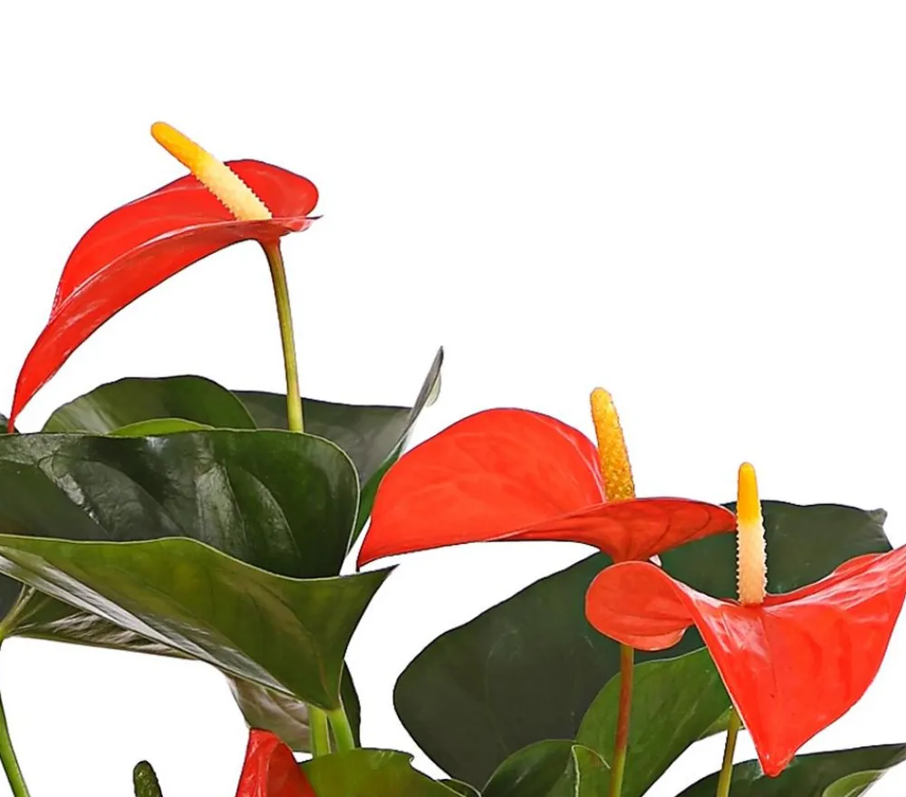 Dehner Einblatt & Flamingoblumen - Große Flamingoblume - Anthurium andreanum, Orange