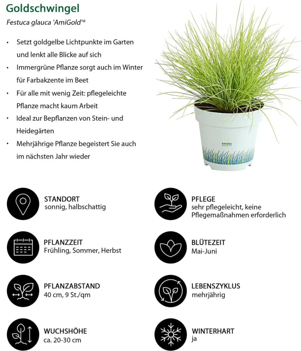 Dehner Gräser|Gräser- & Stauden-Sets - Gräser-Set Gartengräser, 4-teilig Grün