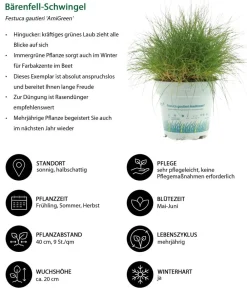 Dehner Gräser|Gräser- & Stauden-Sets - Gräser-Set Gartengräser, 4-teilig Grün