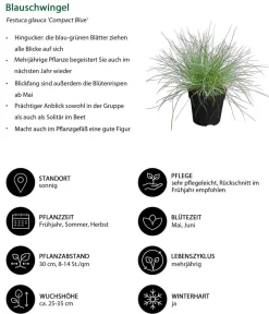 Dehner Gräser|Gräser- & Stauden-Sets - Gräser-Set Gartengräser, 4-teilig Grün
