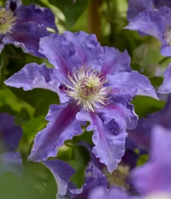 Dehner Clematis|Kletterpflanzen > Guernsey Waldrebe - Clematis 'Baroness Fookes'