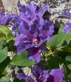 Dehner Clematis|Kletterpflanzen > Guernsey Waldrebe - Clematis 'Baroness Fookes'