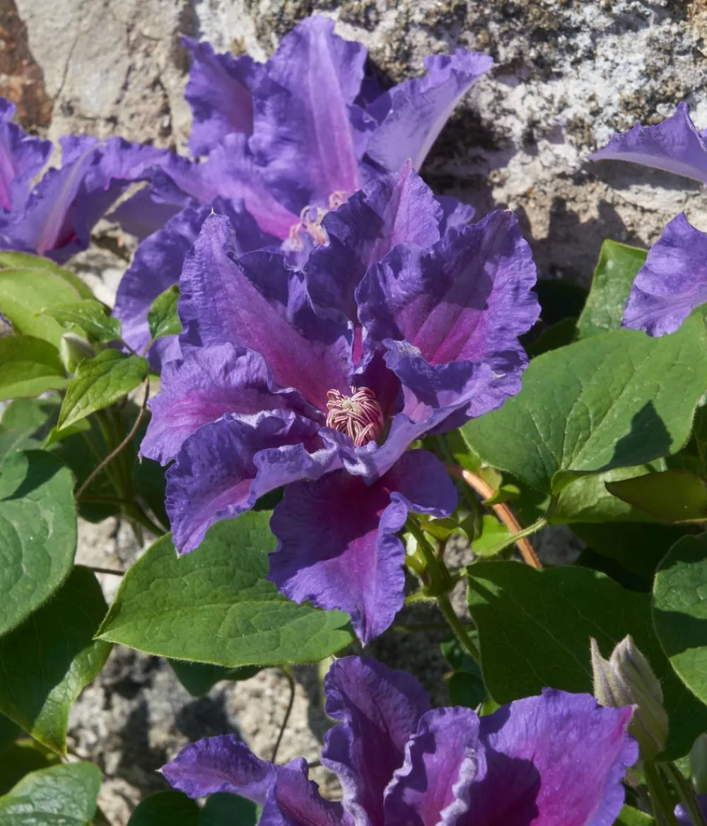 Dehner Clematis|Kletterpflanzen > Guernsey Waldrebe - Clematis 'Baroness Fookes'