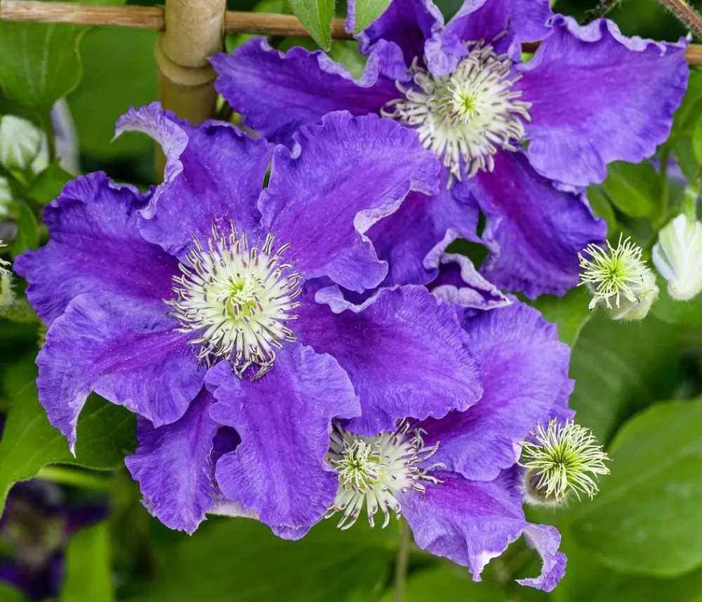 Dehner Clematis|Kletterpflanzen > Guernsey Waldrebe - Clematis 'Baroness Fookes'