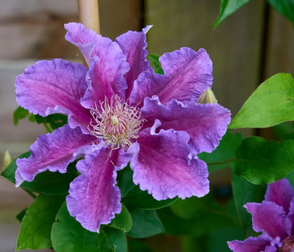 Dehner Clematis|Kletterpflanzen > Guernsey Waldrebe - Clematis 'Baroness Fookes'
