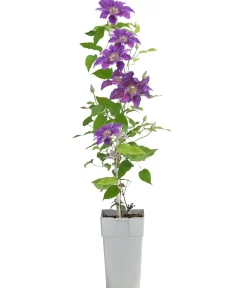 Dehner Clematis|Kletterpflanzen > Guernsey Waldrebe - Clematis 'Baroness Fookes'