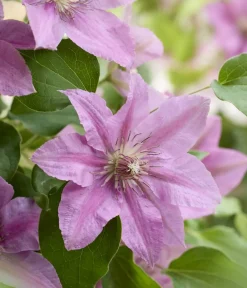 Dehner Clematis|Kletterpflanzen - Guernsey Waldrebe - Clematis 'Bridgewater'