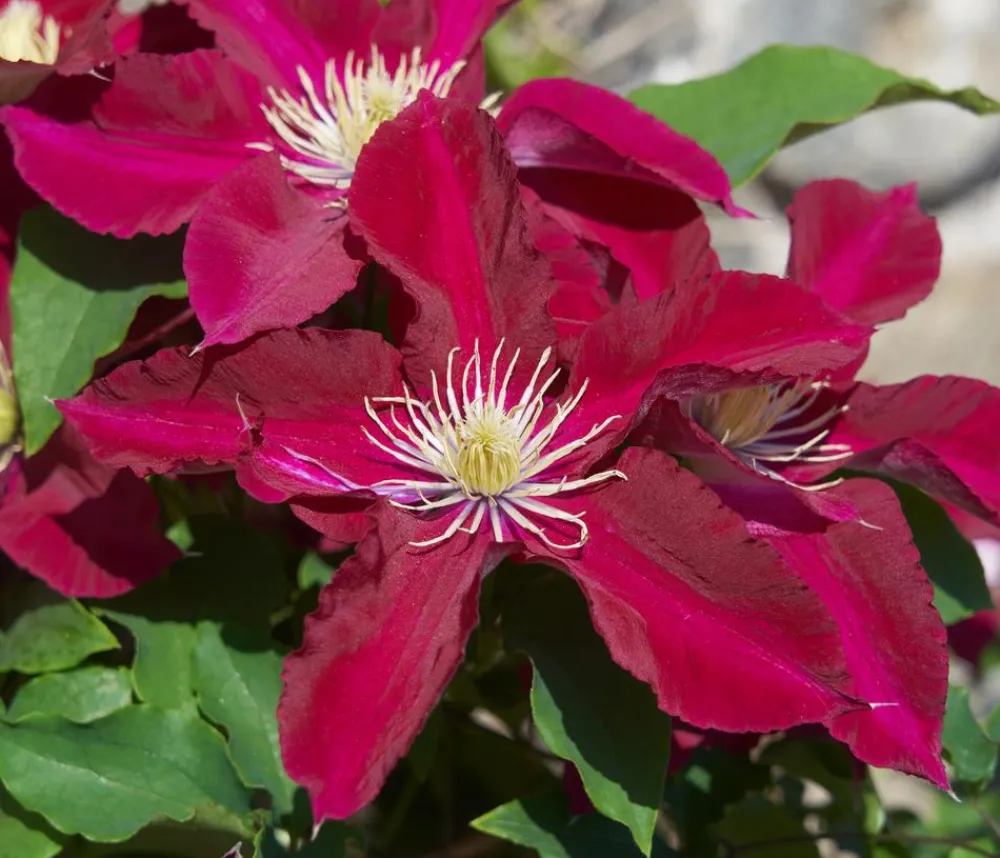Dehner Guernsey Waldrebe - Clematis 'Elpis' Rot Hot