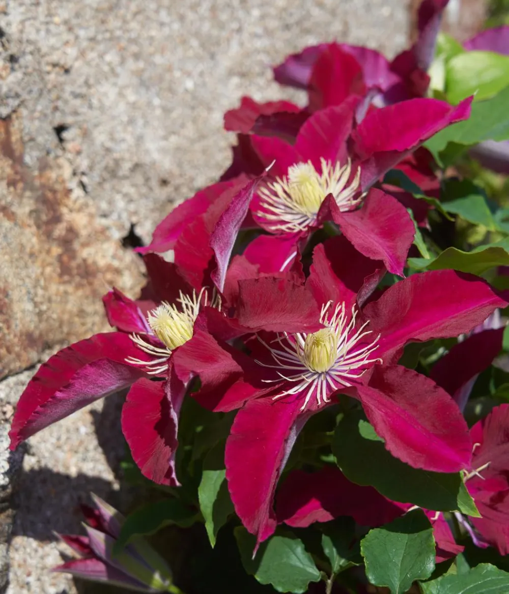 Dehner Guernsey Waldrebe - Clematis 'Elpis' Rot Hot