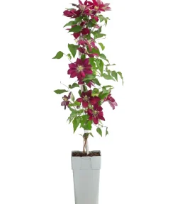 Dehner Guernsey Waldrebe - Clematis 'Elpis' Rot Hot