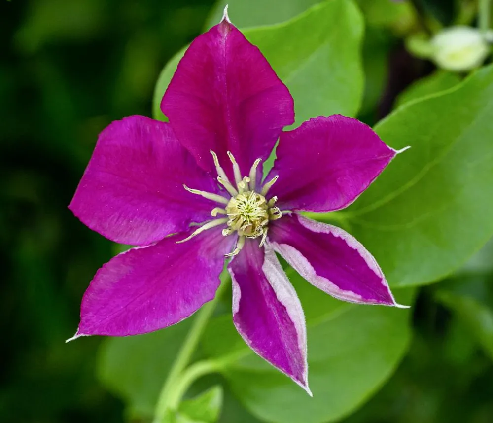Dehner Guernsey Waldrebe - Clematis 'Elpis' Rot Hot