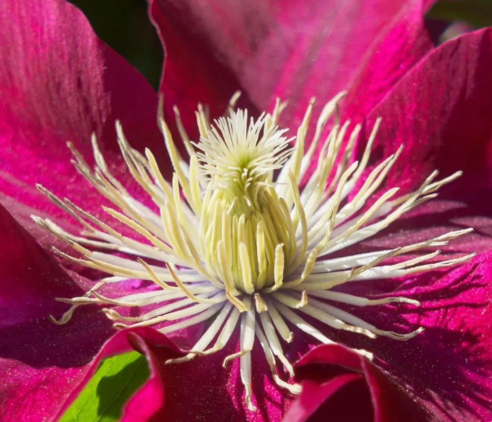 Dehner Guernsey Waldrebe - Clematis 'Elpis' Rot Hot