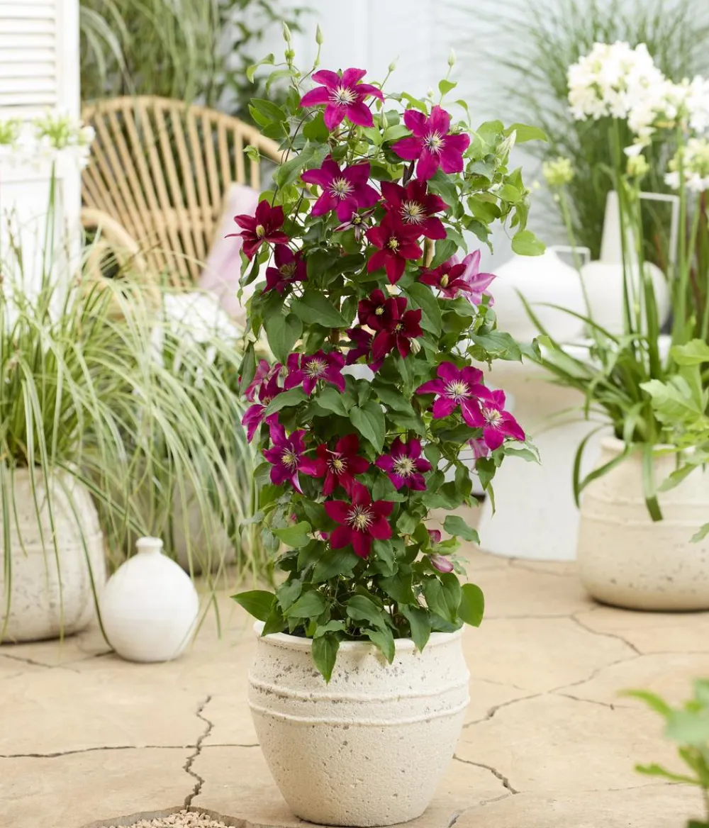 Dehner Guernsey Waldrebe - Clematis 'Elpis' Rot Hot