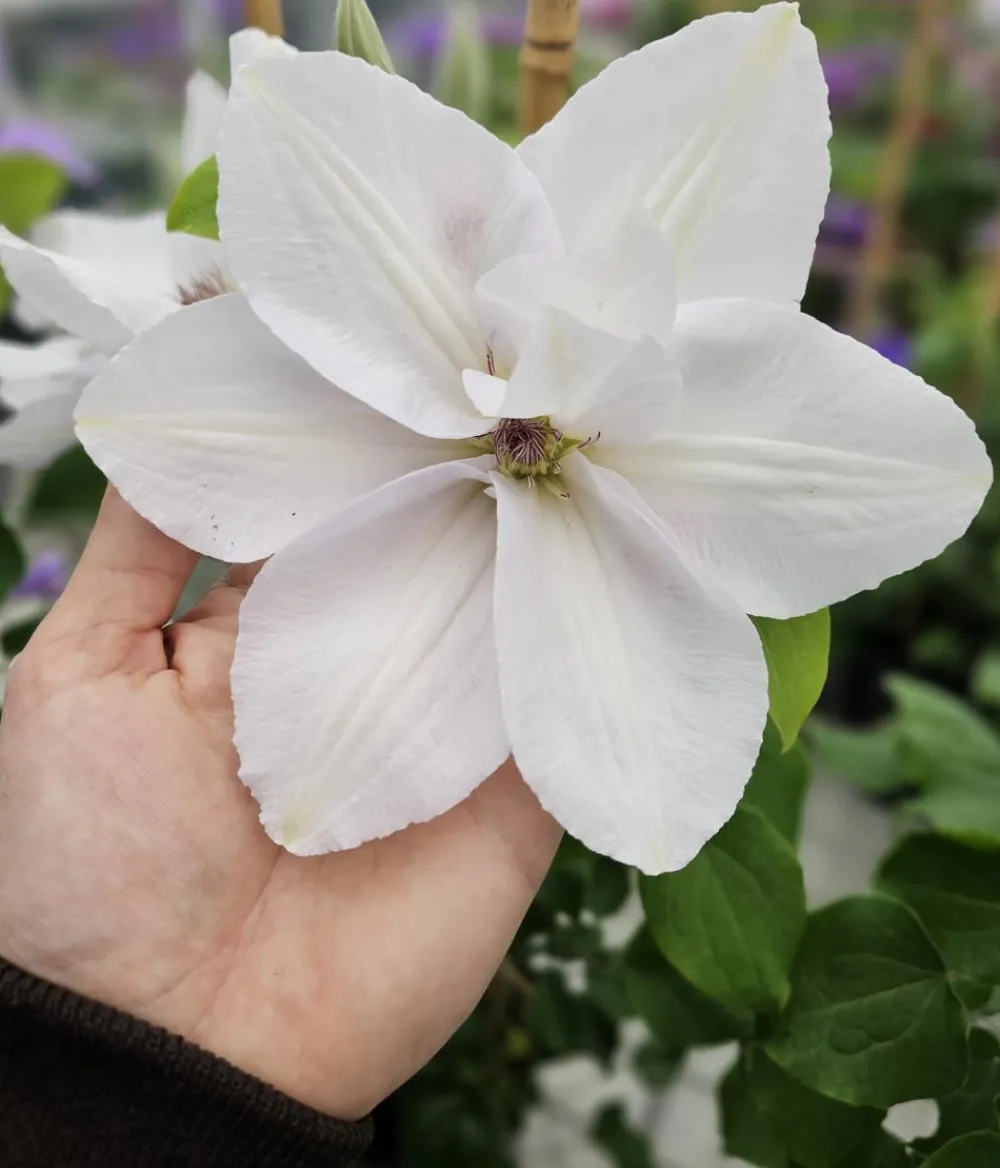 Dehner Clematis|Kletterpflanzen > Guernsey Waldrebe - Clematis 'Guernsey Flute'