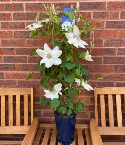 Dehner Clematis|Kletterpflanzen > Guernsey Waldrebe - Clematis 'Guernsey Flute'