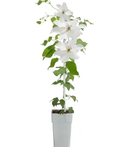 Dehner Clematis|Kletterpflanzen > Guernsey Waldrebe - Clematis 'Guernsey Flute'