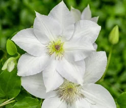 Dehner Clematis|Kletterpflanzen > Guernsey Waldrebe - Clematis 'Guernsey Flute'