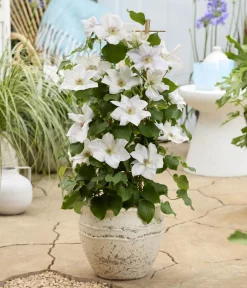 Dehner Clematis|Kletterpflanzen > Guernsey Waldrebe - Clematis 'Guernsey Flute'