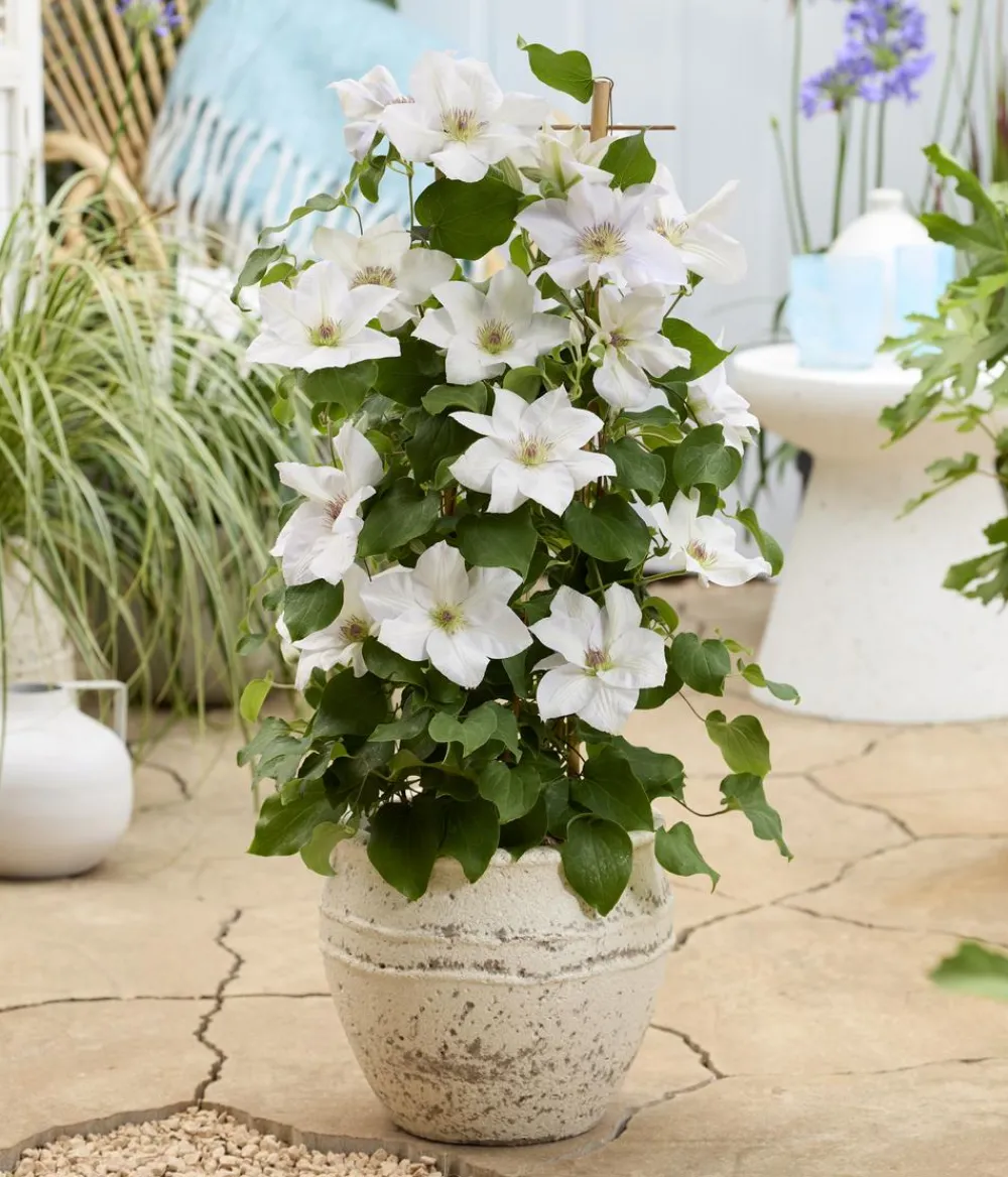 Dehner Clematis|Kletterpflanzen > Guernsey Waldrebe - Clematis 'Guernsey Flute'