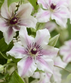 Dehner Guernsey Waldrebe - Clematis 'Ithemba' Outlet