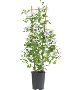 Dehner Guernsey Waldrebe - Clematis 'Ithemba' Outlet