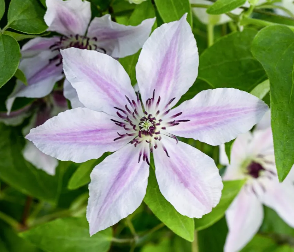 Dehner Guernsey Waldrebe - Clematis 'Ithemba' Outlet