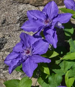 Dehner Guernsey Waldrebe - Clematis 'Lindsay' Best