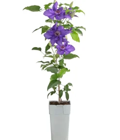 Dehner Guernsey Waldrebe - Clematis 'Lindsay' Best