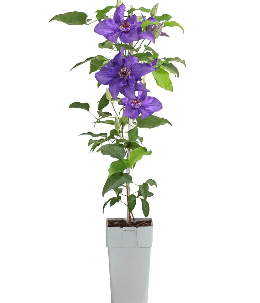 Dehner Guernsey Waldrebe - Clematis 'Lindsay' Best